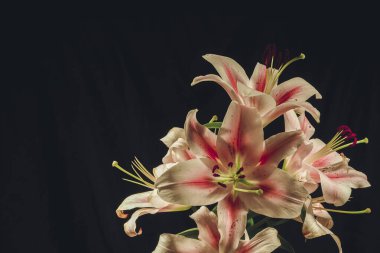 Bir buket çiçek açan pembe zambak koyu bir arkaplan üzerine kurulmuş, zarif şekillerini ve renklerini vurguluyorlar.