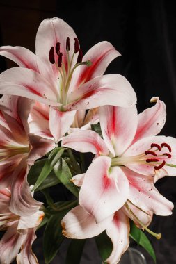 Pembe zambaklar siyah bir arkaplanda çiçekleniyor. Yapraklarının yumuşak dokusunu, zengin rengini, dikey fotoğrafını sergiliyorlar.