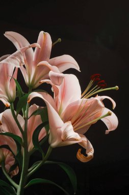 Zarif pembe zambaklar siyah arkaplana karşı durarak doğal güzelliklerini ve hassas dokularını, dikey fotoğraflarını vurgularlar.