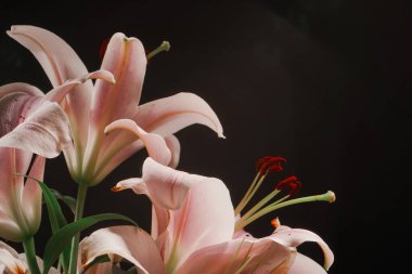 Güzel pembe zambaklar siyah bir arkaplanda çiçekleniyor. Narin yapraklarını ve canlı renklerini vurguluyorlar.