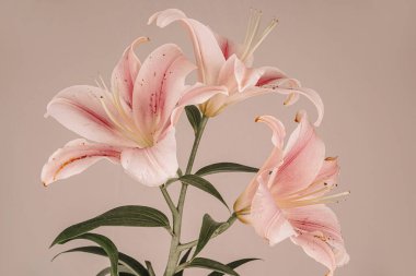 Pembe zambaklar bej bir arka planda, parlak yaprakları ve ince detaylarıyla göze çarpıyor.