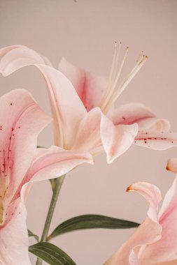 Pembe zambaklar bej bir arka planda, parlak yaprakları ve ince detaylarıyla göze çarpıyor.