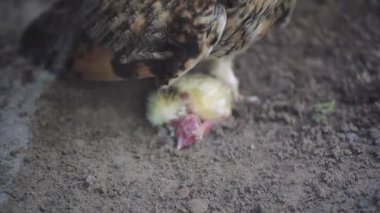Avcının doğal davranışını ön plana çıkaran bir baykuşun yakın plan görüntüsü. Küçük bir yavru, avını avlayan bir baykuşun ayaklarının dibinde yatıyor.