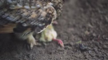 Avcının doğal davranışını ön plana çıkaran bir baykuşun yakın plan görüntüsü. Küçük bir yavru, avını avlayan bir baykuşun ayaklarının dibinde yatıyor.