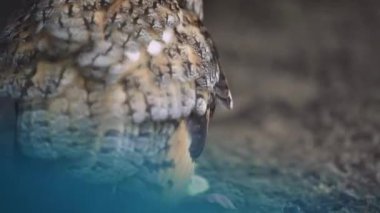 Bir yırtıcı baykuş yiyeceğini korur ve dinlenir. Doğanın yaşam döngüsünü karasal bir ortamda somutlaştırır. Kuşhanede genç bir baykuş.