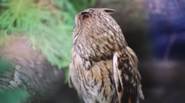 Büyüleyici bir baykuş, yapraklar ve bir ağaç gövdesi ile çevrili doğal orman ortamında huzur içinde oturur. Vahşi yaşam doğayla uyum içinde.
