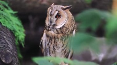 Ayrıntılı tüylerin yakın çekimi ve bir baykuşun gözleri orman arka planına çarpıyor. Yeşil yapraklar, çam iğneleri ve ağaç gövdelerinden oluşan arka planda güzel bir baykuş.