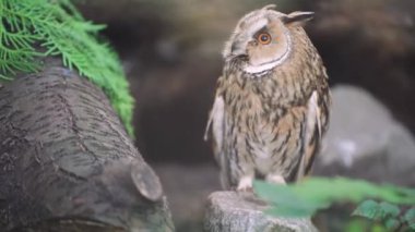 Doğal yeşillikler arasındaki yabani baykuş yaşam alanına karışıyor. İlginç tüyleri olan güzel bir baykuş. Mükemmel bir kamuflaj görüntüsü.