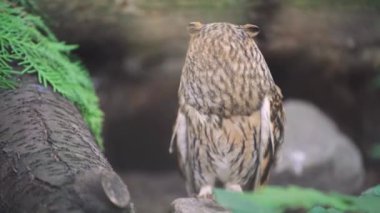 Doğal yeşillikler arasındaki yabani baykuş yaşam alanına karışıyor. İlginç tüyleri olan güzel bir baykuş. Mükemmel bir kamuflaj görüntüsü.