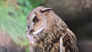 Güzel baykuş sık bir ormanda yan tarafa bakıyor. Kuş kozalaklı ağaçların arasında karanlık zeminde yürür. Vahşi doğada huzurlu bir an