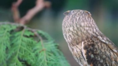 Güzel baykuş sık bir ormanda yan tarafa bakıyor. Kuş kozalaklı ağaçların arasında karanlık zeminde yürür. Vahşi doğada huzurlu bir an