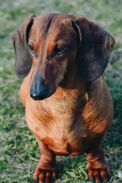Dachshund bahçede oturuyor, yeşil çimlerin üzerinde, güneşin tadını çıkarıyor. Küçük bir köpeğin portre fotoğrafı.