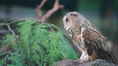 Büyük bir baykuş yeşil yapraklı bir atmacada oturuyor. Bu da ormanın ve vahşi yaşamın atmosferini mükemmel bir şekilde iletiyor.