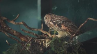 Büyük bir baykuş yeşil yapraklı bir atmacada oturuyor. Bu da ormanın ve vahşi yaşamın atmosferini mükemmel bir şekilde iletiyor.