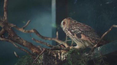 Büyük bir baykuş yeşil yapraklı bir atmacada oturuyor. Bu da ormanın ve vahşi yaşamın atmosferini mükemmel bir şekilde iletiyor.