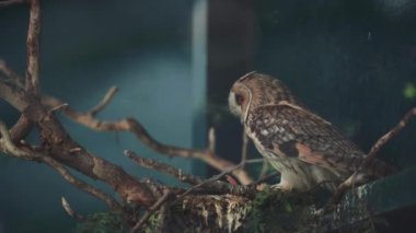 Büyük bir baykuş yeşil yapraklı bir atmacada oturuyor. Bu da ormanın ve vahşi yaşamın atmosferini mükemmel bir şekilde iletiyor.