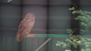 Arkadan görülen baykuş, kuş kafesinde özel yapım bir standın üzerinde oturuyor. Kapalı bir alanda vahşi bir kuş ve bakımı kombinasyonu