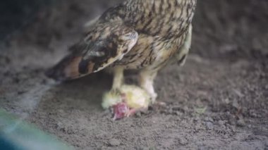 Yavrularını içeride besleyen baykuş. Avıyla birlikte orman zemininde bir baykuş, vahşi yaşamın kaba ve dinamik bir tasviri