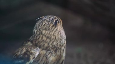 Yavrularını içeride besleyen baykuş. Avıyla birlikte orman zemininde bir baykuş, vahşi yaşamın kaba ve dinamik bir tasviri