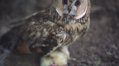 Avcının doğal davranışını ön plana çıkaran bir baykuşun yakın plan görüntüsü. Küçük bir yavru, avını avlayan bir baykuşun ayaklarının dibinde yatıyor.