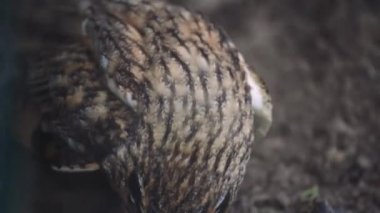 Vahşi bir baykuş yerde oturur ve avını korur. Çarpıcı bir vahşi yaşam anı saf içgüdüleri gözler önüne seriyor.