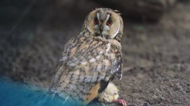 Bir yırtıcı baykuş yiyeceğini korur ve dinlenir. Doğanın yaşam döngüsünü karasal bir ortamda somutlaştırır. Kuşhanede genç bir baykuş.