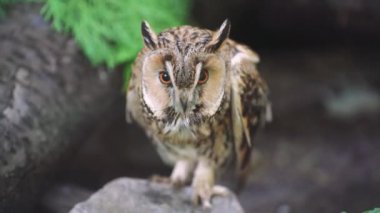 Ormandaki bir baykuşun portresi, gür yeşilliği kesen yoğun bakışları. Meraklı bir baykuş doğal orman ortamında yuvalanmış, yumuşak odak ve yeşil tonlarla yakalanmış.