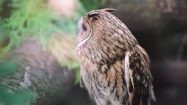 Büyüleyici bir baykuş, yapraklar ve bir ağaç gövdesi ile çevrili doğal orman ortamında huzur içinde oturur. Vahşi yaşam doğayla uyum içinde.