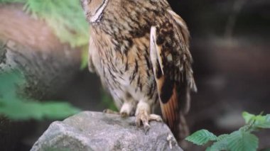 Ayrıntılı tüylerin yakın çekimi ve bir baykuşun gözleri orman arka planına çarpıyor. Yeşil yapraklar, çam iğneleri ve ağaç gövdelerinden oluşan arka planda güzel bir baykuş.
