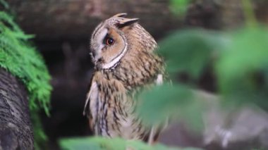 Ayrıntılı tüylerin yakın çekimi ve bir baykuşun gözleri orman arka planına çarpıyor. Yeşil yapraklar, çam iğneleri ve ağaç gövdelerinden oluşan arka planda güzel bir baykuş.