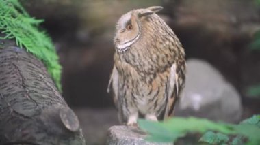 Ayrıntılı tüylerin yakın çekimi ve bir baykuşun gözleri orman arka planına çarpıyor. Yeşil yapraklar, çam iğneleri ve ağaç gövdelerinden oluşan arka planda güzel bir baykuş.