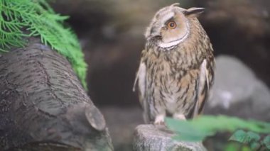 Doğal yeşillikler arasındaki yabani baykuş yaşam alanına karışıyor. İlginç tüyleri olan güzel bir baykuş. Mükemmel bir kamuflaj görüntüsü.