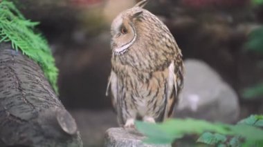 Doğal yeşillikler arasındaki yabani baykuş yaşam alanına karışıyor. İlginç tüyleri olan güzel bir baykuş. Mükemmel bir kamuflaj görüntüsü.