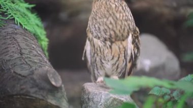 Doğal yeşillikler arasındaki yabani baykuş yaşam alanına karışıyor. İlginç tüyleri olan güzel bir baykuş. Mükemmel bir kamuflaj görüntüsü.