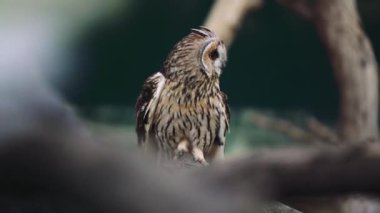 Doğal yeşillikler arasındaki yabani baykuş yaşam alanına karışıyor. İlginç tüyleri olan güzel bir baykuş. Mükemmel bir kamuflaj görüntüsü.