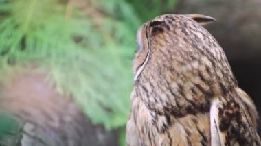 Güzel baykuş sık bir ormanda yan tarafa bakıyor. Kuş kozalaklı ağaçların arasında karanlık zeminde yürür. Vahşi doğada huzurlu bir an