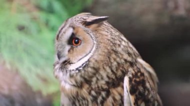 Güzel baykuş sık bir ormanda yan tarafa bakıyor. Kuş kozalaklı ağaçların arasında karanlık zeminde yürür. Vahşi doğada huzurlu bir an
