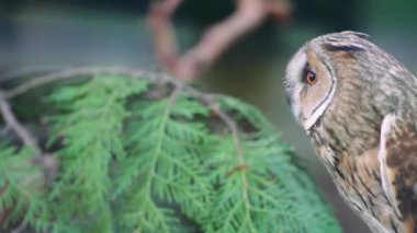Ön planda bulanık yeşil yapraklarla ormanda oturan baykuş. Barışçıl vahşi yaşam vuruşu. Doğada baykuşların kafalarını yakın plan çekeriz.