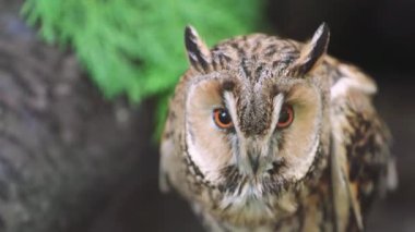 Yeşilliklerle çevrili ormanda görkemli bir baykuş duruyor. Doğanın ve vahşi yaşamın mükemmel bir anı. Güzel bir baykuş bir dala cıvıldar ve başını çevirir.