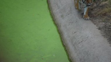 Bengal kaplanı bir göletin asfalt kıyısında yürür. Hayvanat bahçesinde yeşil kapaklı bir gölet. Kaplan nesli tükenmekte olan bir tür.