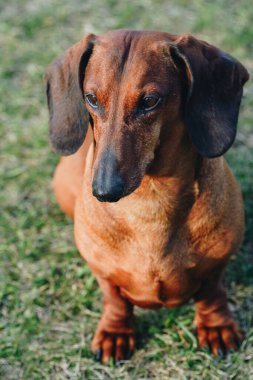 Dachshund bahçede oturuyor, yeşil çimlerin üzerinde, güneşin tadını çıkarıyor. Küçük bir köpeğin portre fotoğrafı.
