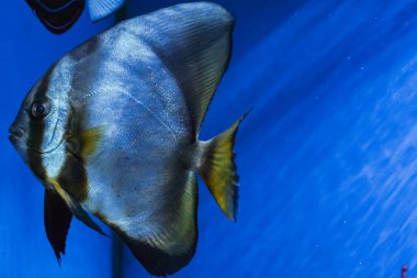 Platax fish captured in a close-up shot, swimming gracefully above a blue seabed, with corals decorating the ocean floor clipart