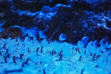 Sualtı tropikal ortamında mercan oluşumlarına yakın çekim. Canlı renkler ve dokularla aydınlatılmış bir mercan resifi büyüleyici bir sualtı sahnesi yaratıyor.