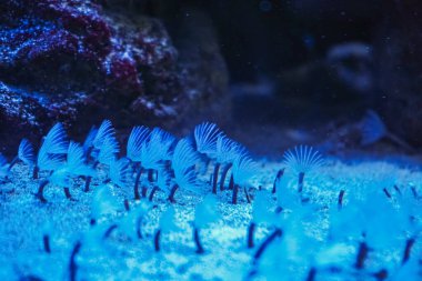 Sualtı tropikal ortamında mercan oluşumlarına yakın çekim. Canlı renkler ve dokularla aydınlatılmış bir mercan resifi büyüleyici bir sualtı sahnesi yaratıyor.