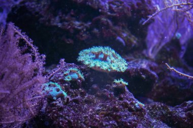 Sualtı tropikal ortamında mercan oluşumlarına yakın çekim. Canlı renkler ve dokularla aydınlatılmış bir mercan resifi büyüleyici bir sualtı sahnesi yaratıyor.