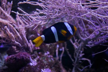 Parlak renkli palyaço Ocellaris akvaryumda uyum içinde yüzer ve narin mor algler şaşırtıcı bir zemin oluşturur.