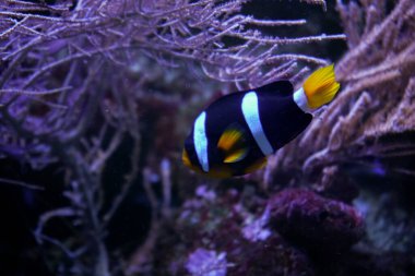 Parlak renkli palyaço Ocellaris akvaryumda uyum içinde yüzer ve narin mor algler şaşırtıcı bir zemin oluşturur.