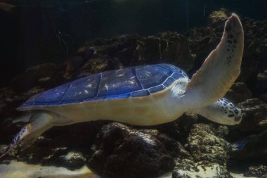 Bir deniz kaplumbağası bir deniz resifi ve mercanların arka planında yüzer. Büyük bir kaplumbağa, deniz hayvanlarının arasındaki güzelliğini gösterir.