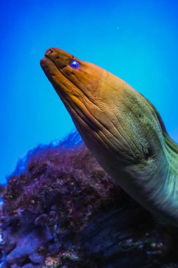 A moray eel glides gracefully underwater, captured in dramatic close-up against a dark blue background. A close-up of the moray eels textured skin and expressive eye in the bright ocean blue clipart