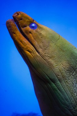 Close-up of a moray eel in a vibrant blue underwater scene, highlighting its unique texture and vivid colors clipart